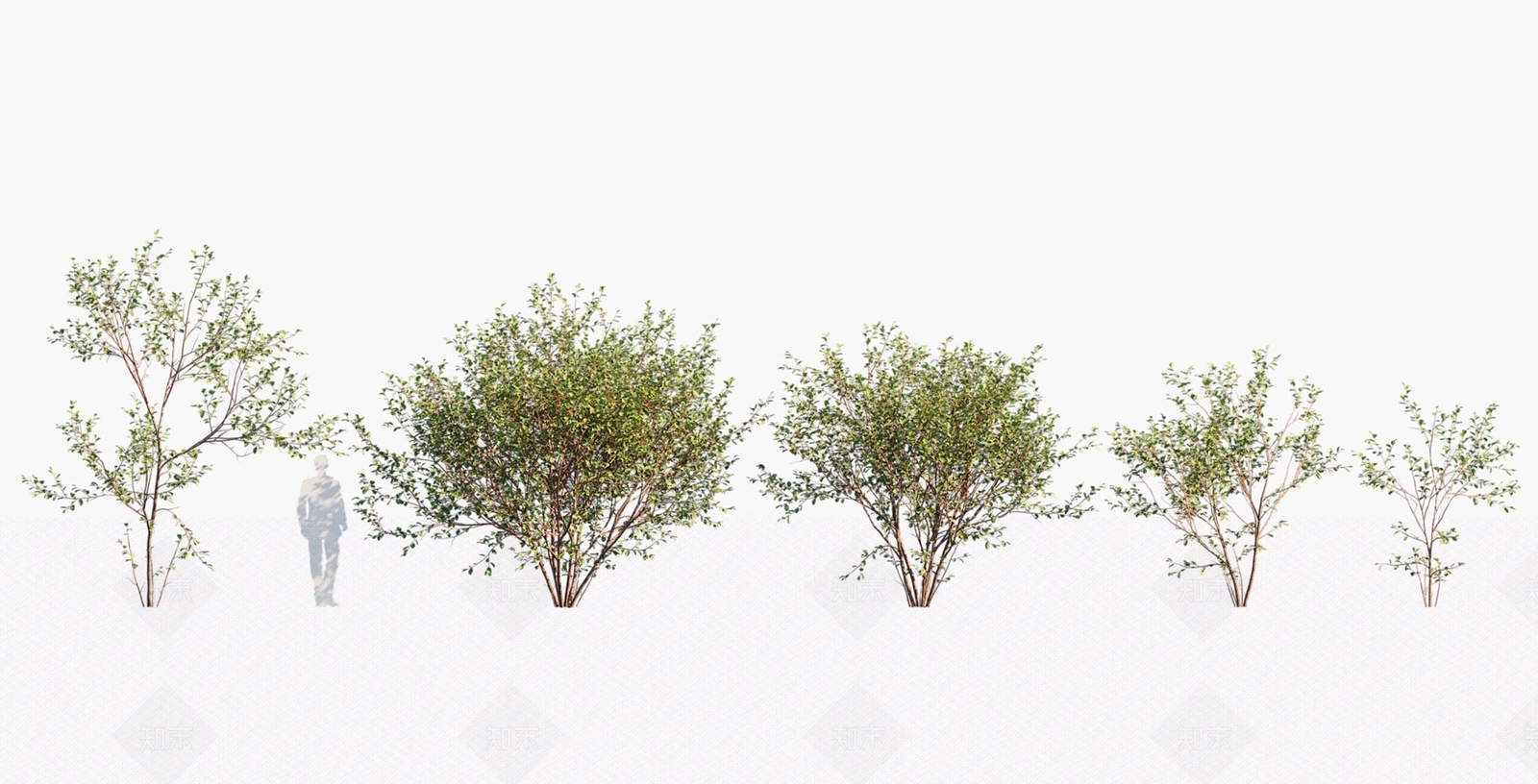 景观树3D模型下载【ID:1180156946】