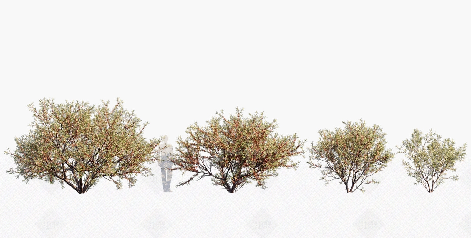 景观树3D模型下载【ID:1180157246】