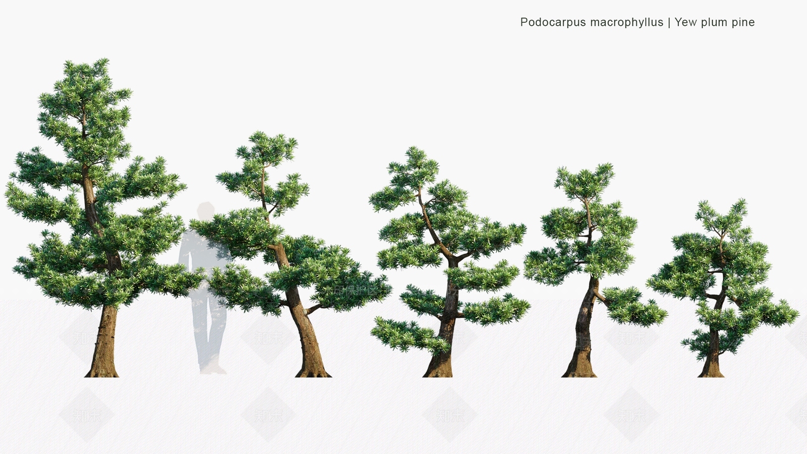 景观树3D模型下载【ID:1180261813】