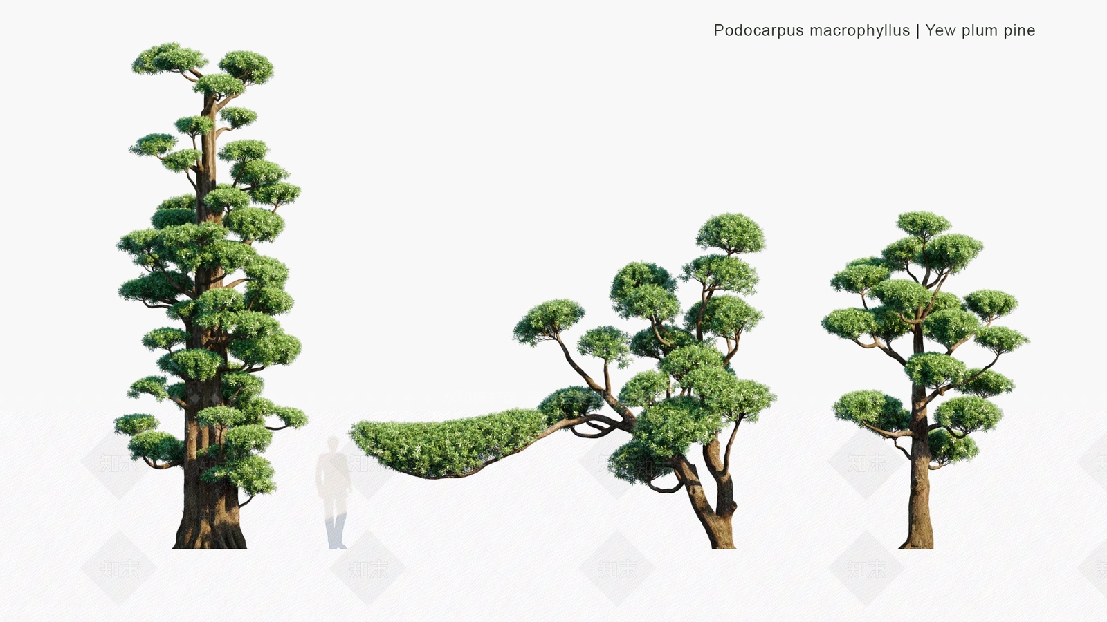 景观树3D模型下载【ID:1180261813】