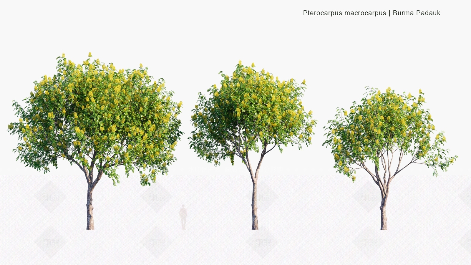 景观树3D模型下载【ID:1180205342】