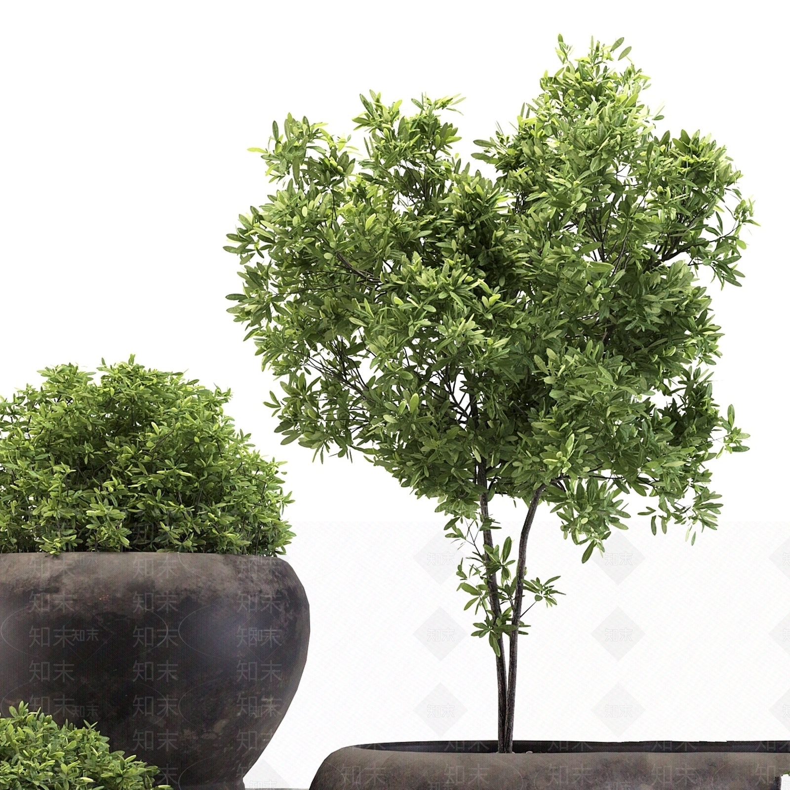 其他绿植3D模型下载【ID:1180206104】