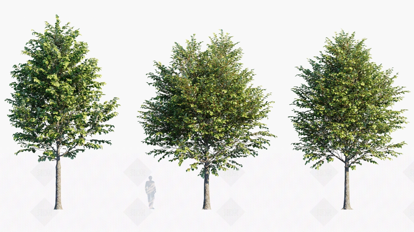 乔木3D模型下载【ID:1180235706】