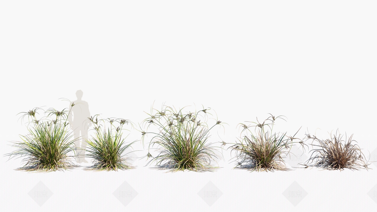 草3D模型下载【ID:1180242807】
