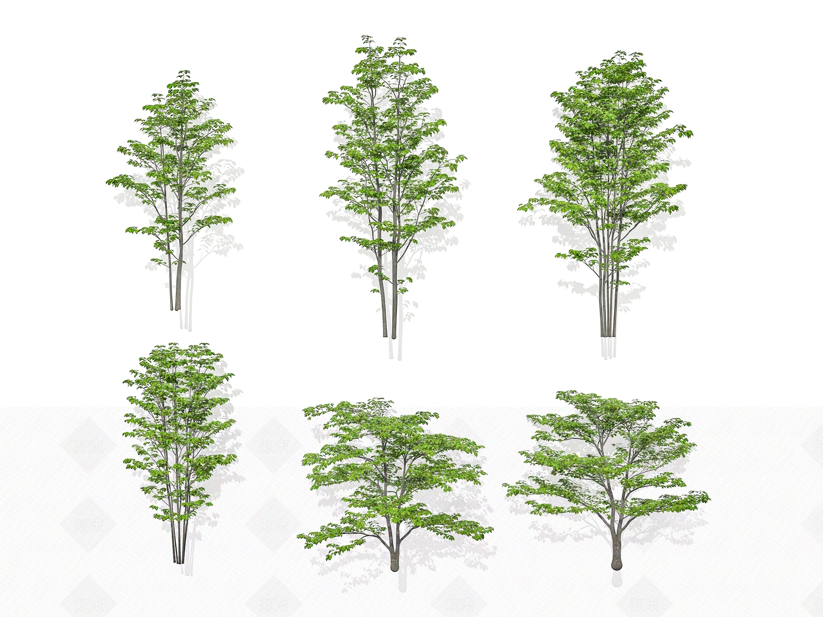 景观树3D模型下载【ID:1180255349】