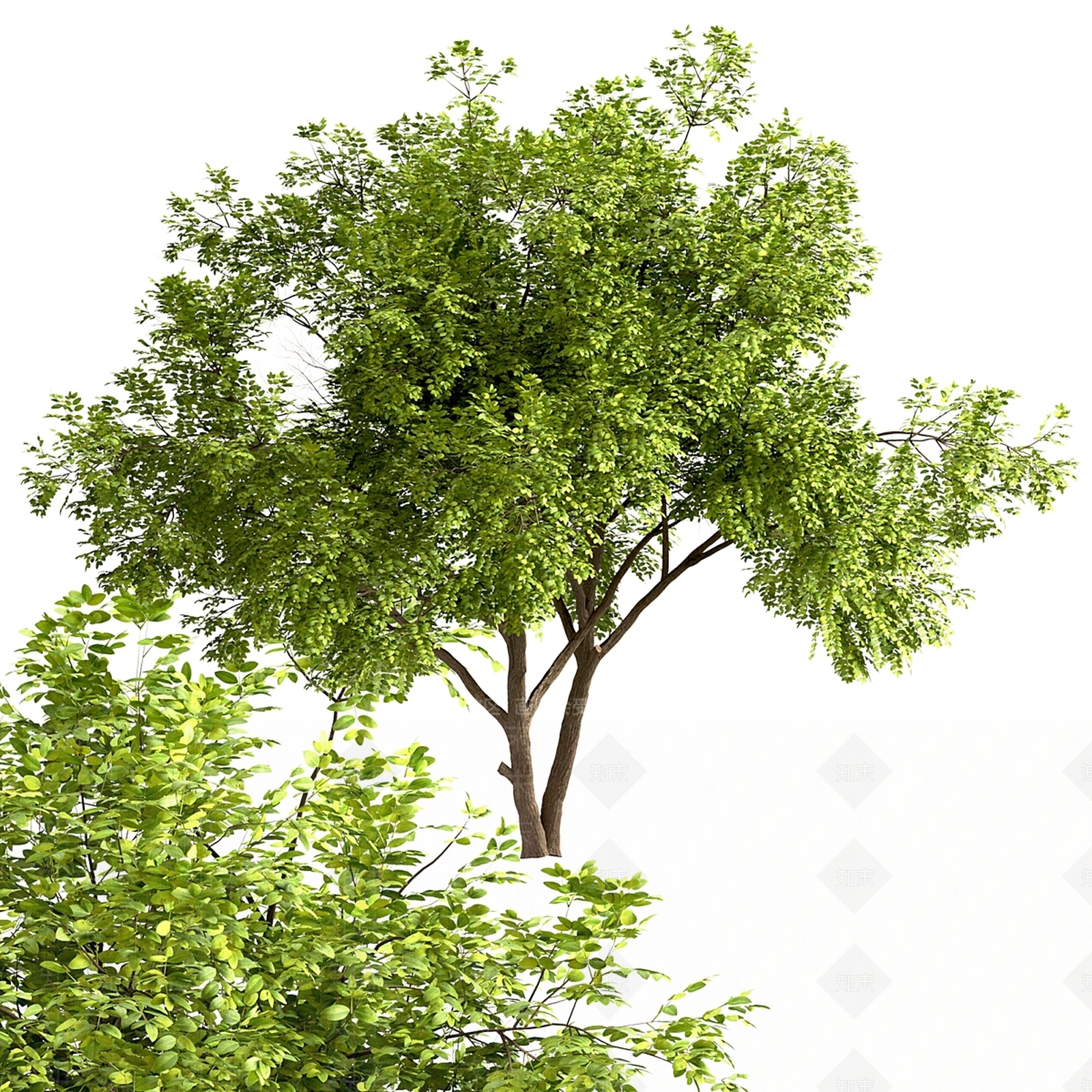 其他树木3D模型下载【ID:1180293741】