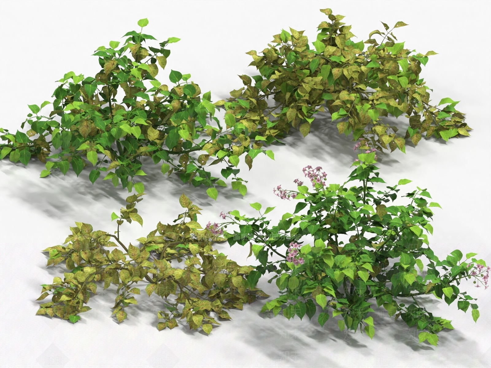 农作物3D模型下载【ID:1180344534】
