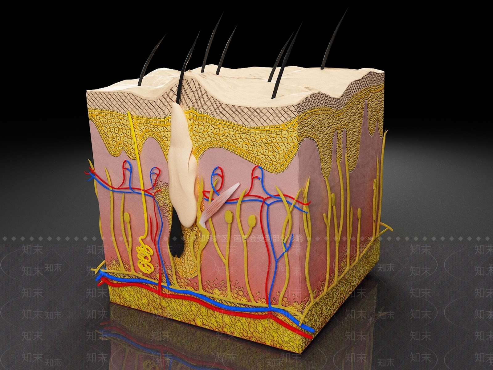 医疗器材3D模型下载【ID:1180356212】