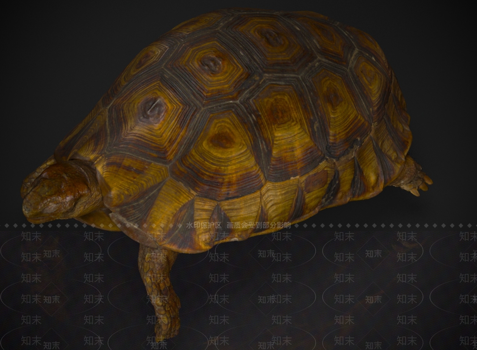 其他动物3D模型下载【ID:1180771251】