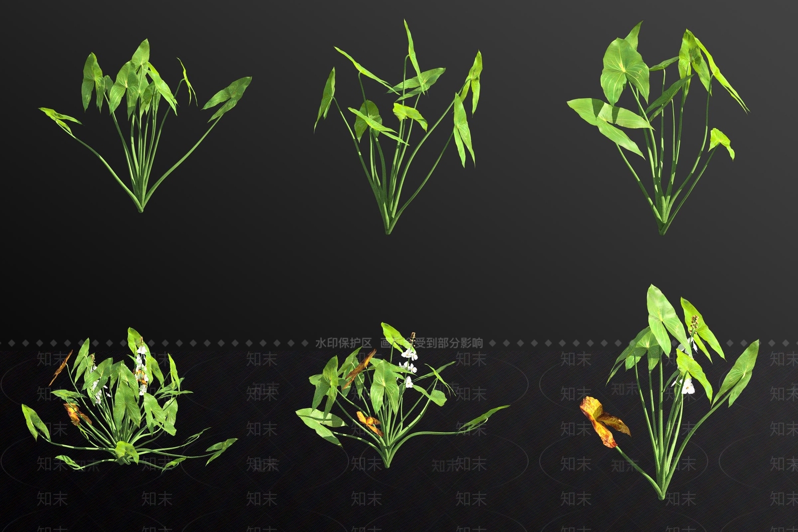 水生植物3D模型下载【ID:1180786536】