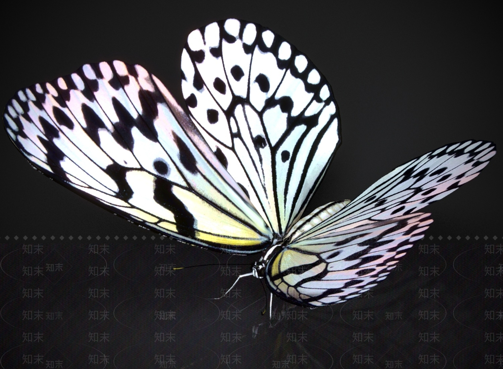 其他动物3D模型下载【ID:1180813981】