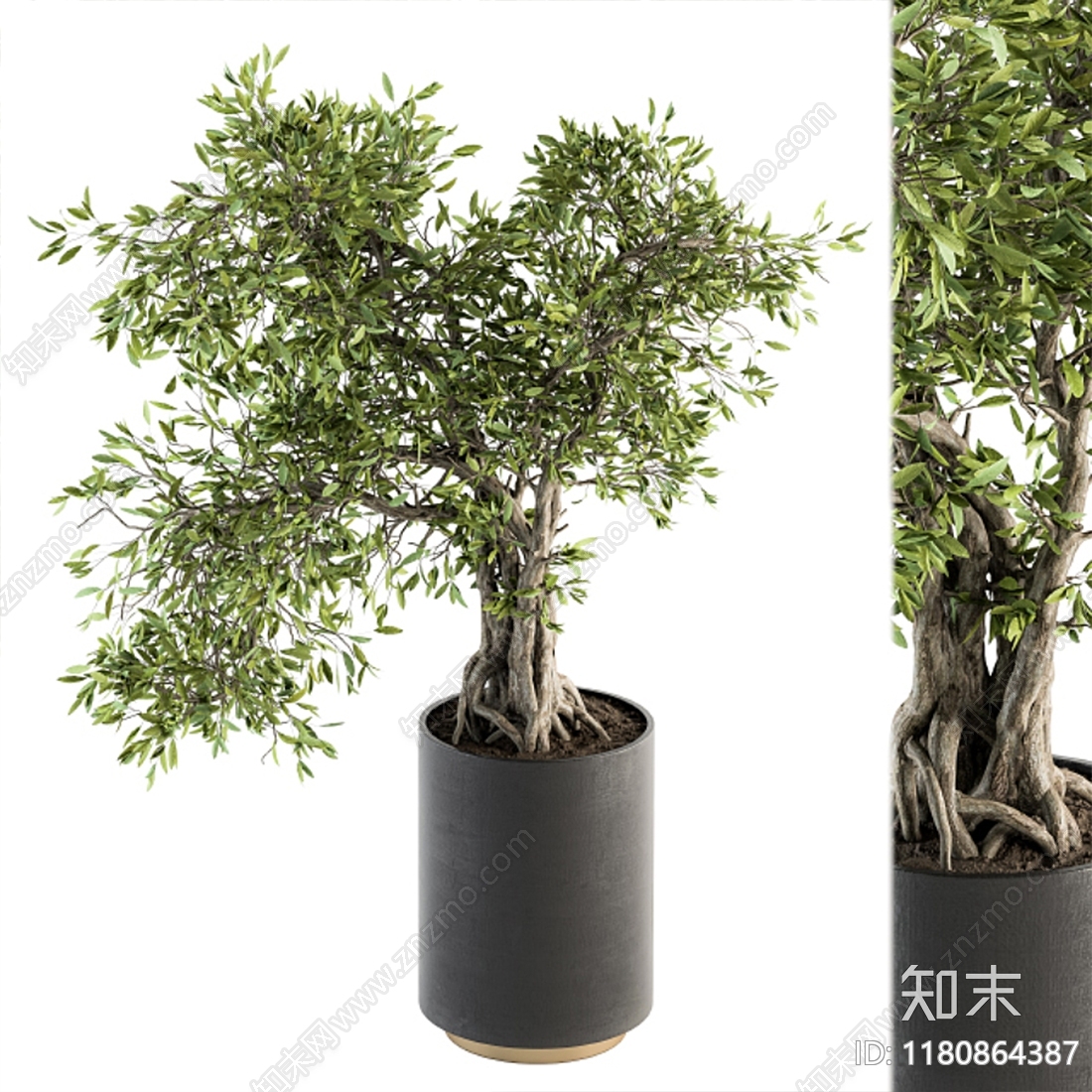 现代植物盆栽3D模型下载【ID:1180864387】