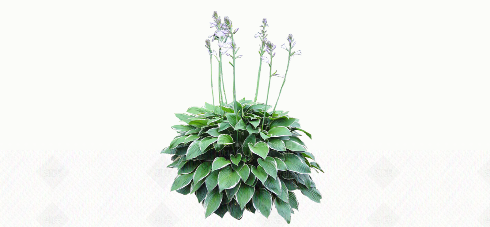 灌木SU模型下载【ID:1181060660】