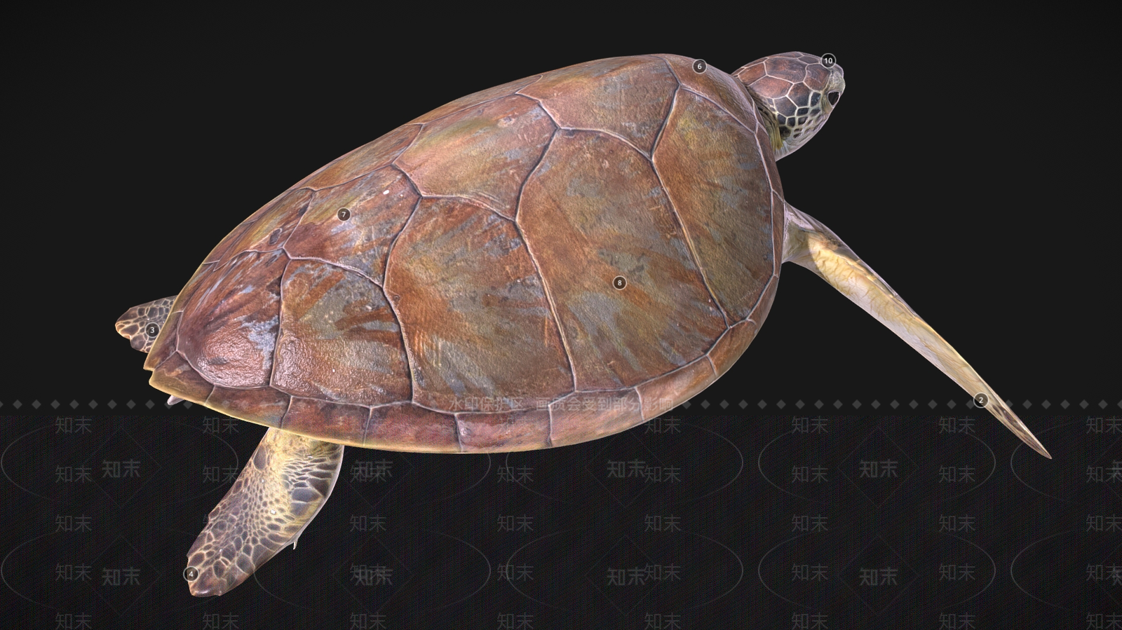 爬行类动物3D模型下载【ID:1181080716】