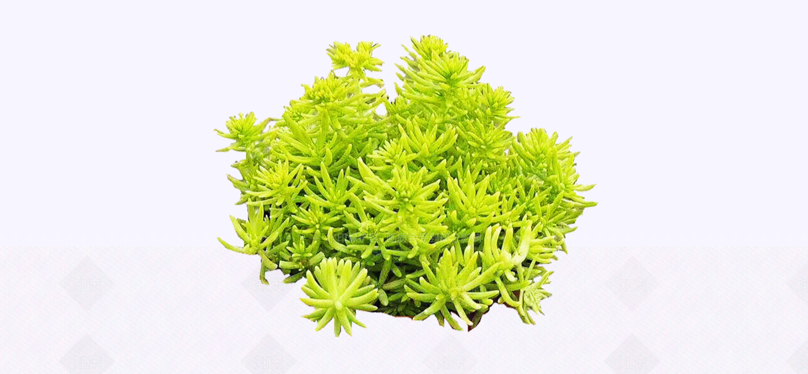 花草SU模型下载【ID:1181097177】