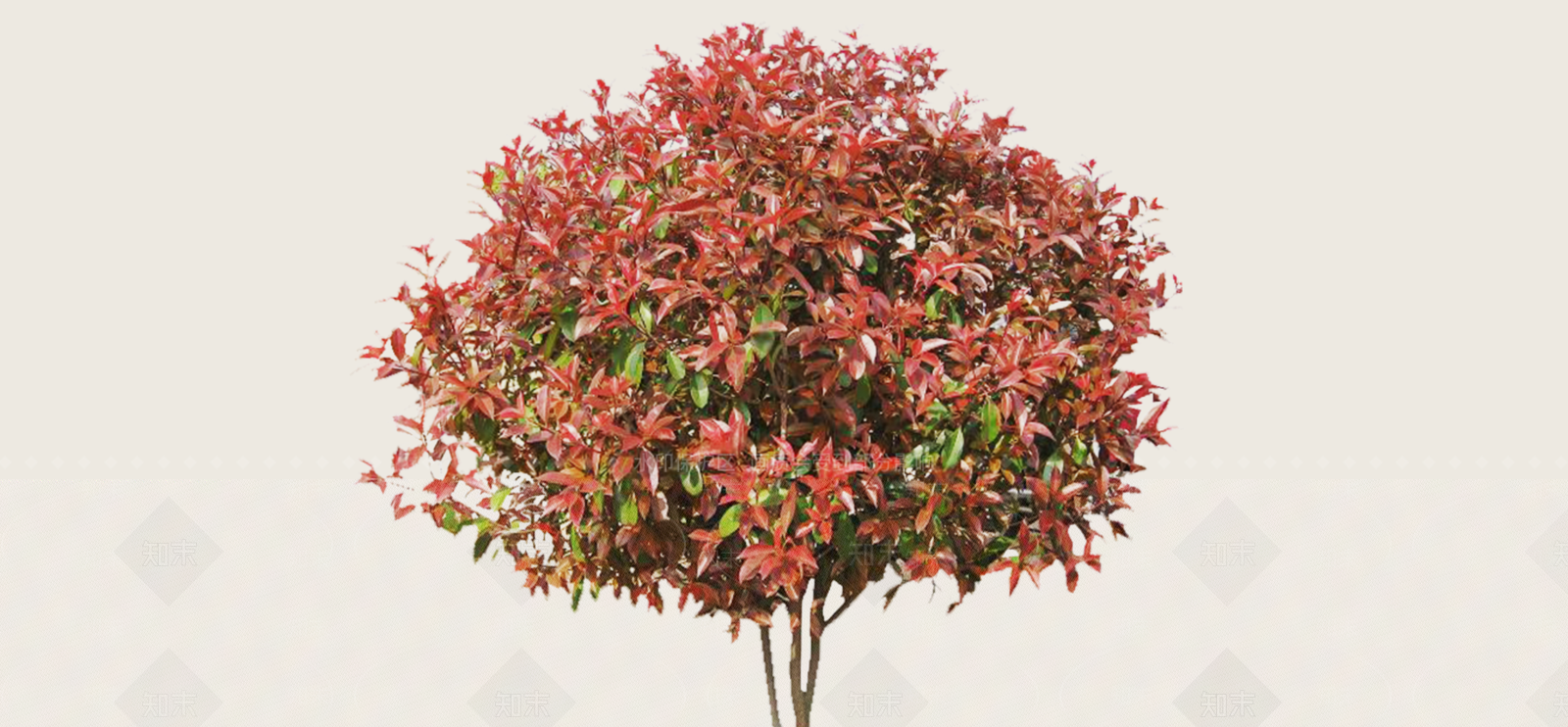 灌木SU模型下载【ID:1181258555】