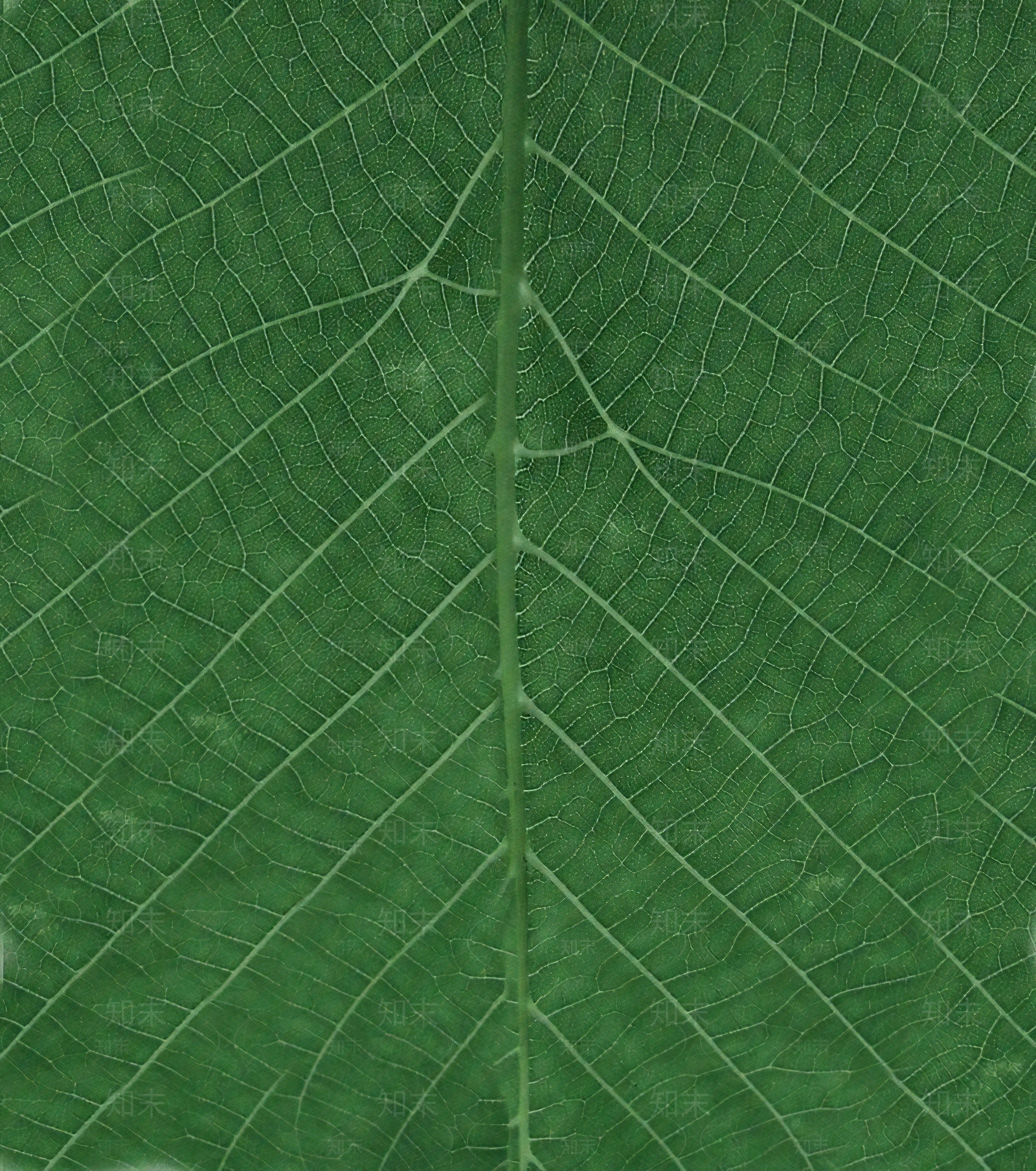 现代树皮贴图下载【ID:1181335377】