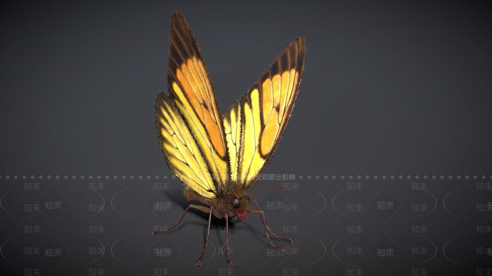 飞行类动物3D模型下载【ID:1181853808】