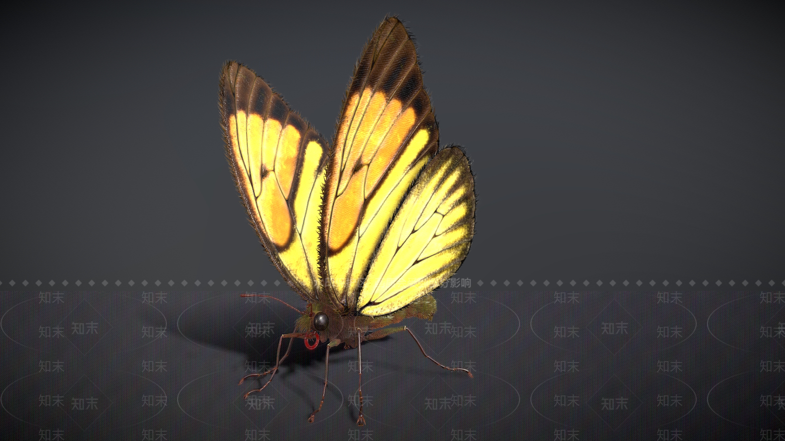 飞行类动物3D模型下载【ID:1181853808】