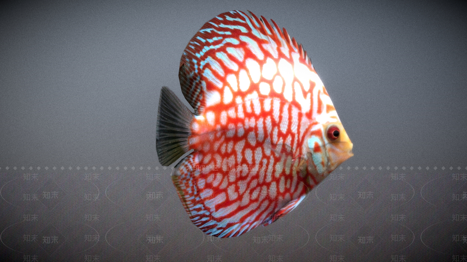 水生类动物3D模型下载【ID:1181887706】