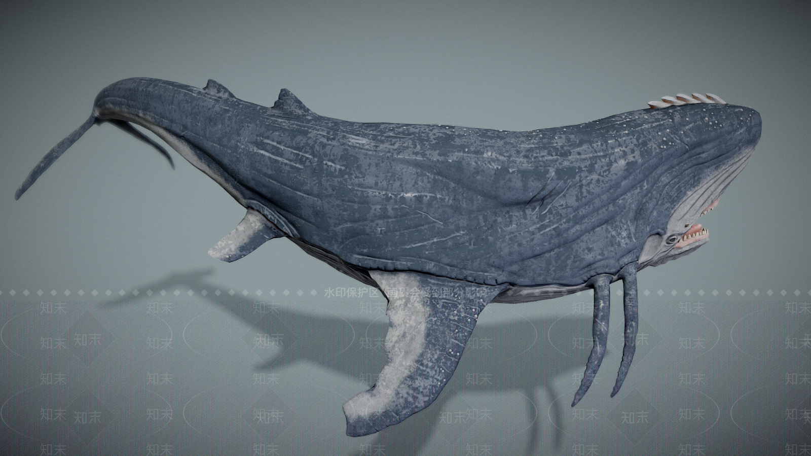 水生类动物3D模型下载【ID:1181892692】
