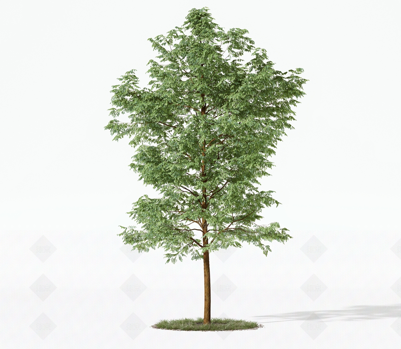 乔木3D模型下载【ID:1181924015】