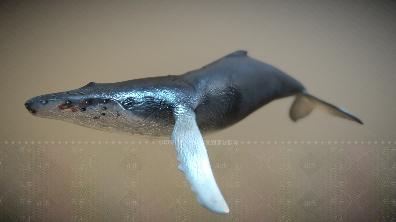 水生类动物3D模型下载【ID:1181979742】