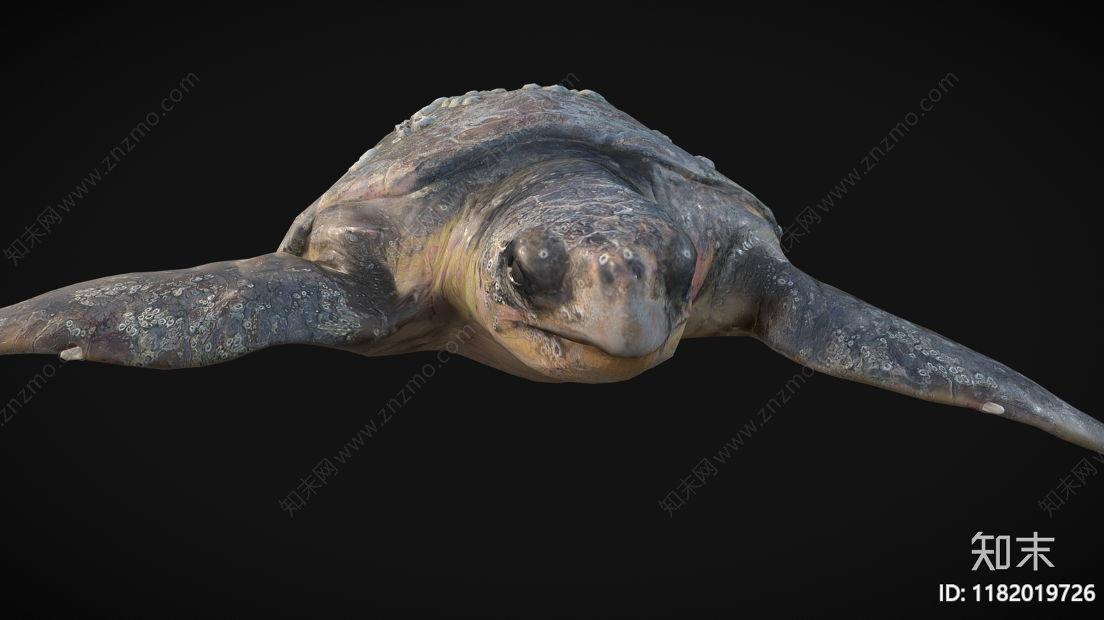 爬行类动物3D模型下载【ID:1182019726】