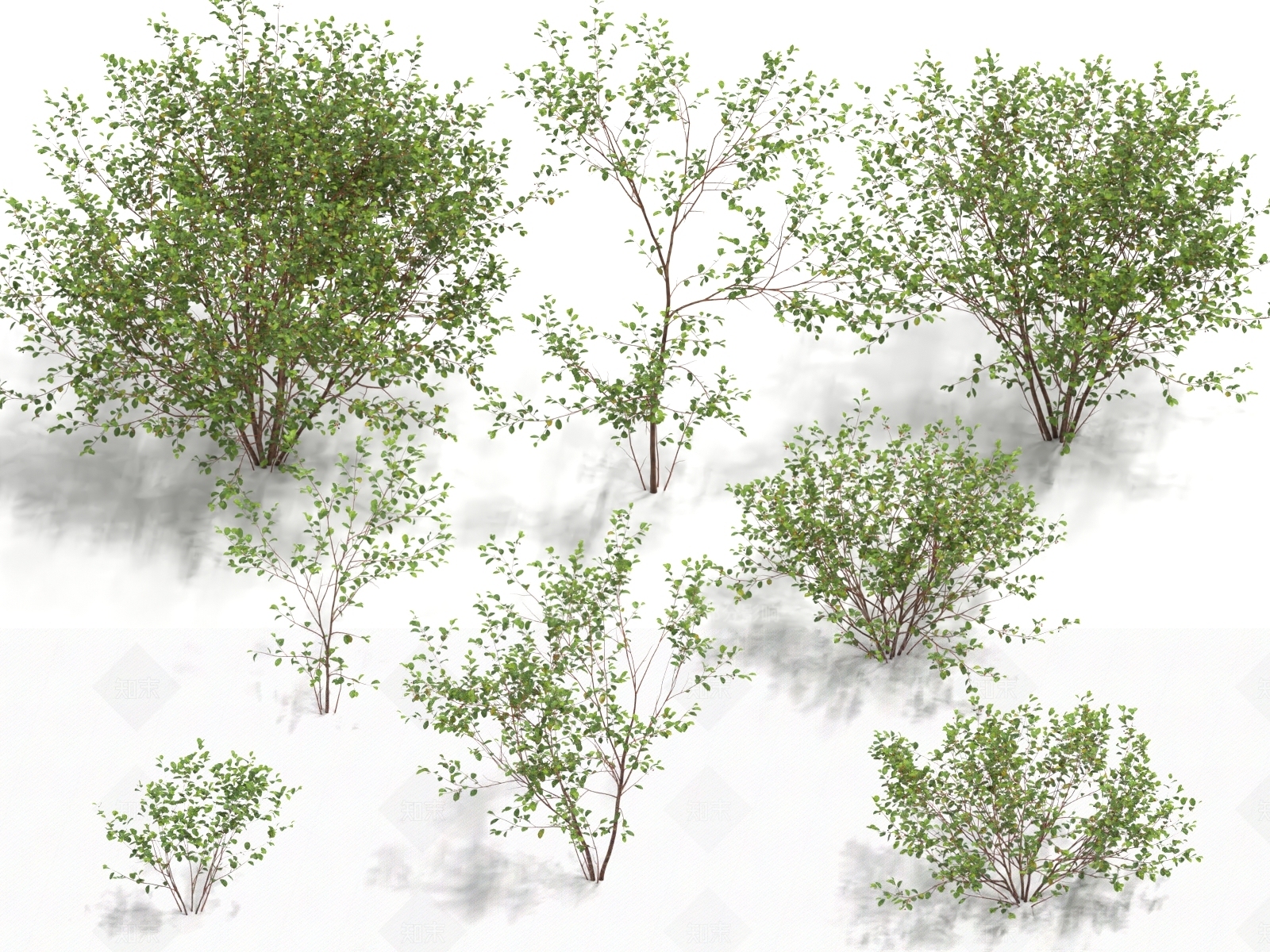 灌木3D模型下载【ID:1182207297】