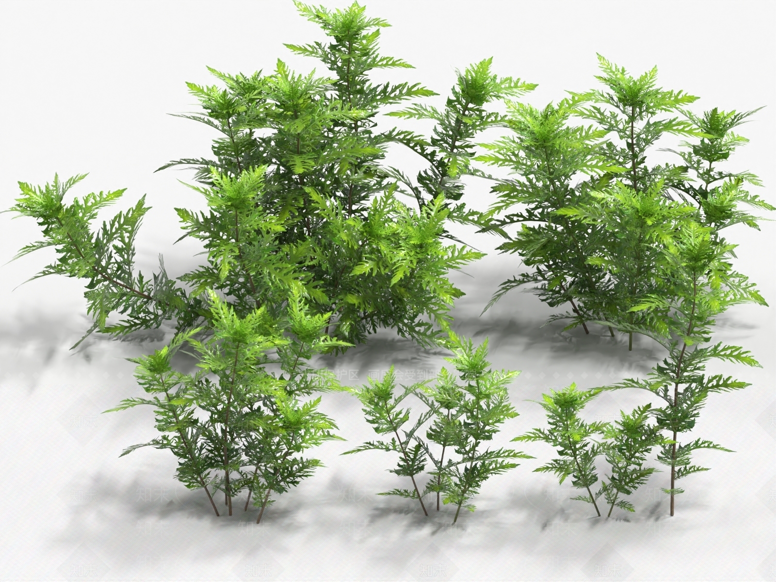 水生植物3D模型下载【ID:1182224730】