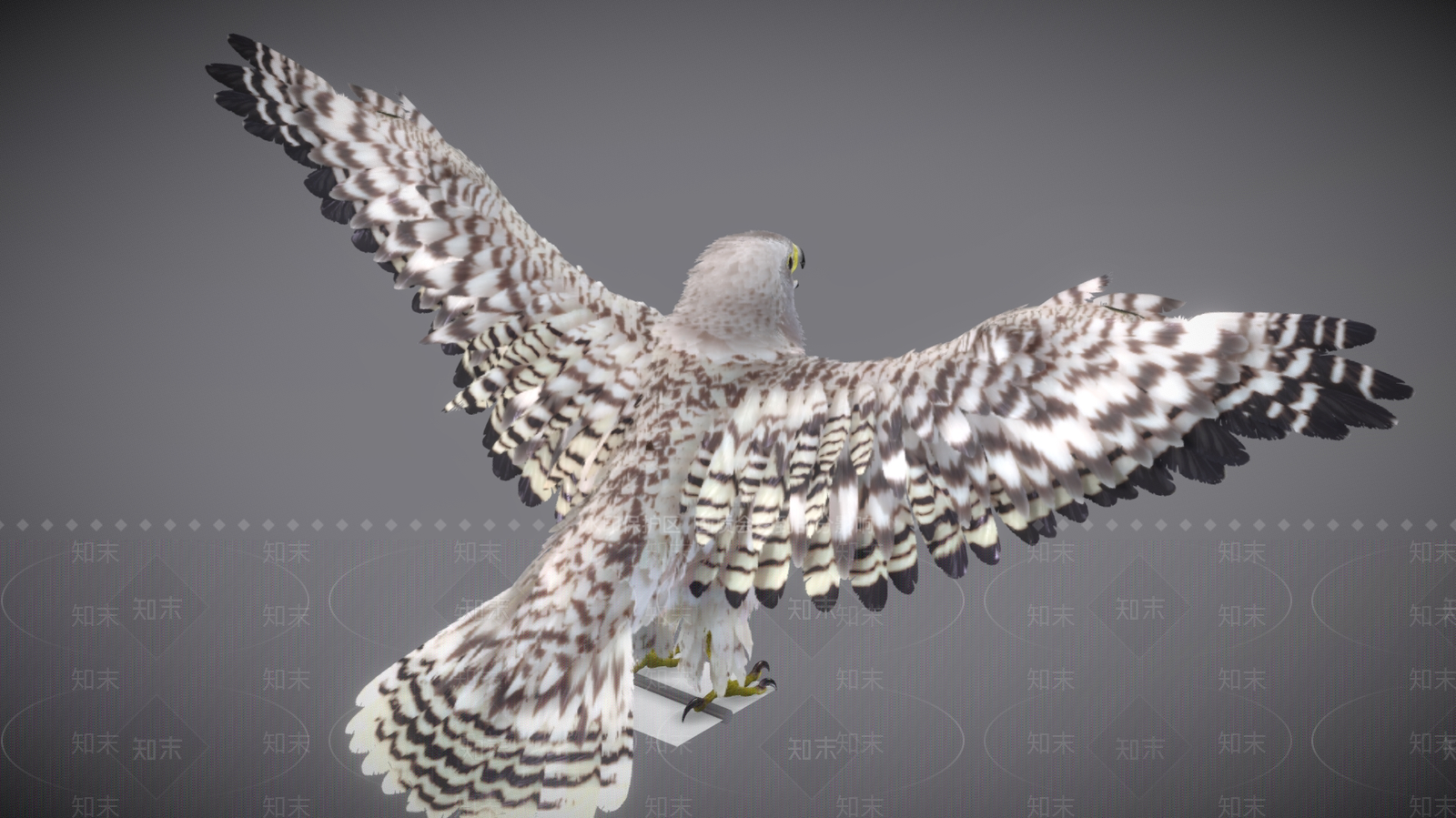 飞行类动物3D模型下载【ID:1182390619】