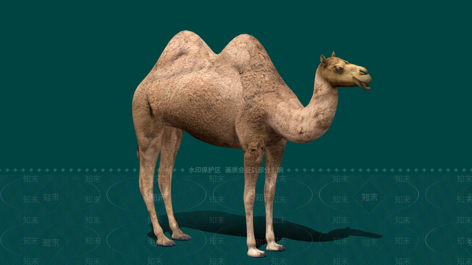 其他动物3D模型下载【ID:1182405958】