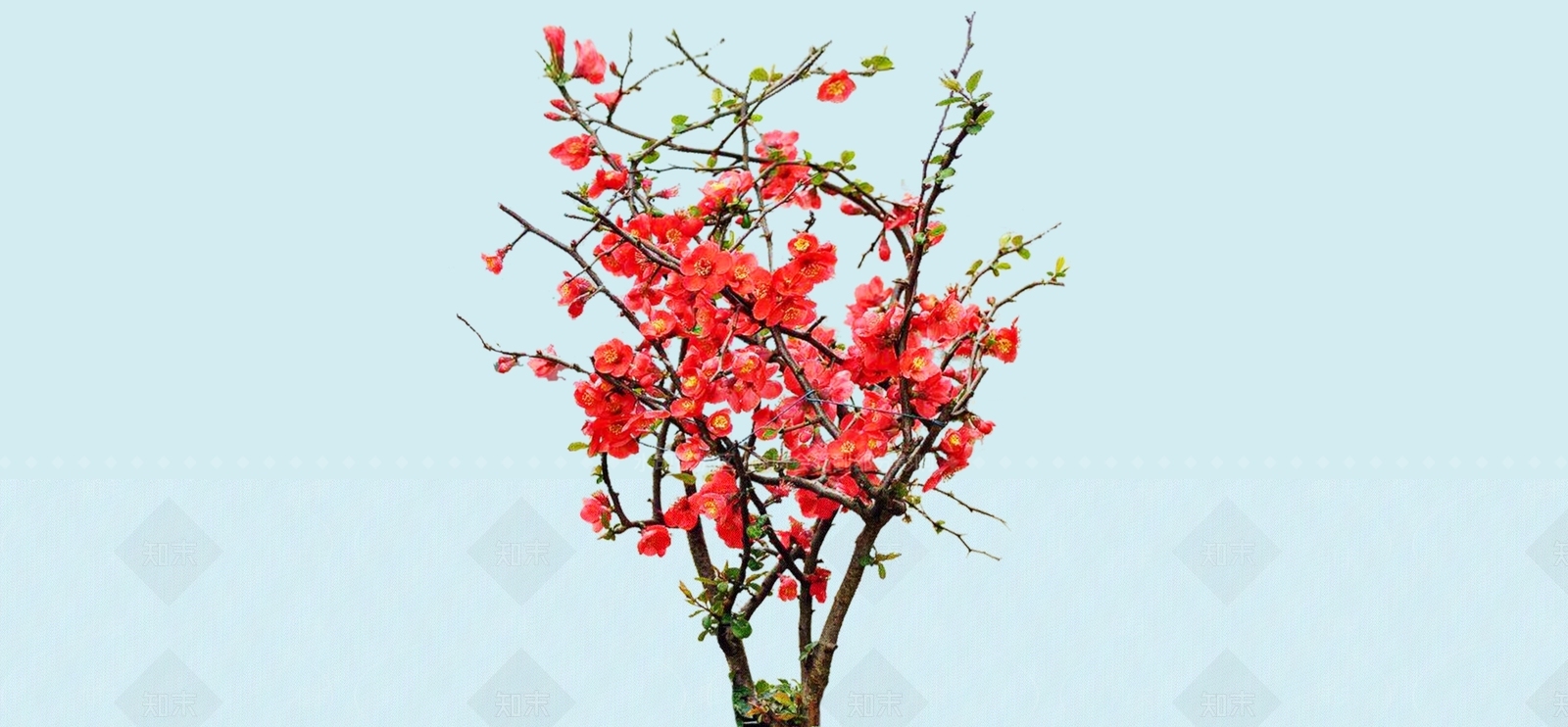 灌木SU模型下载【ID:1182493426】