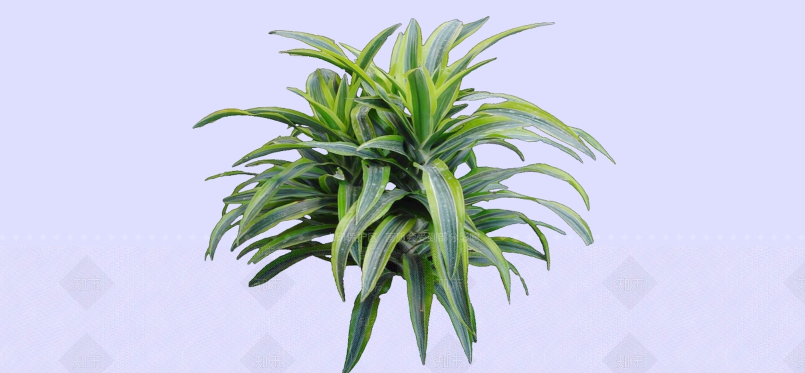 灌木SU模型下载【ID:1182568620】