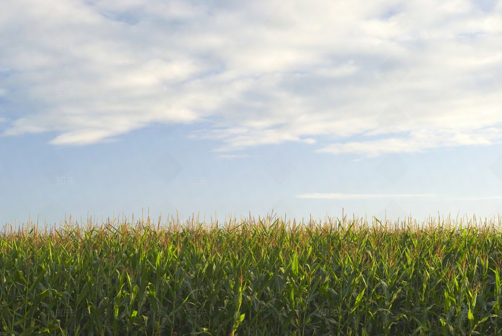 现代屏幕贴图下载【ID:1182730507】