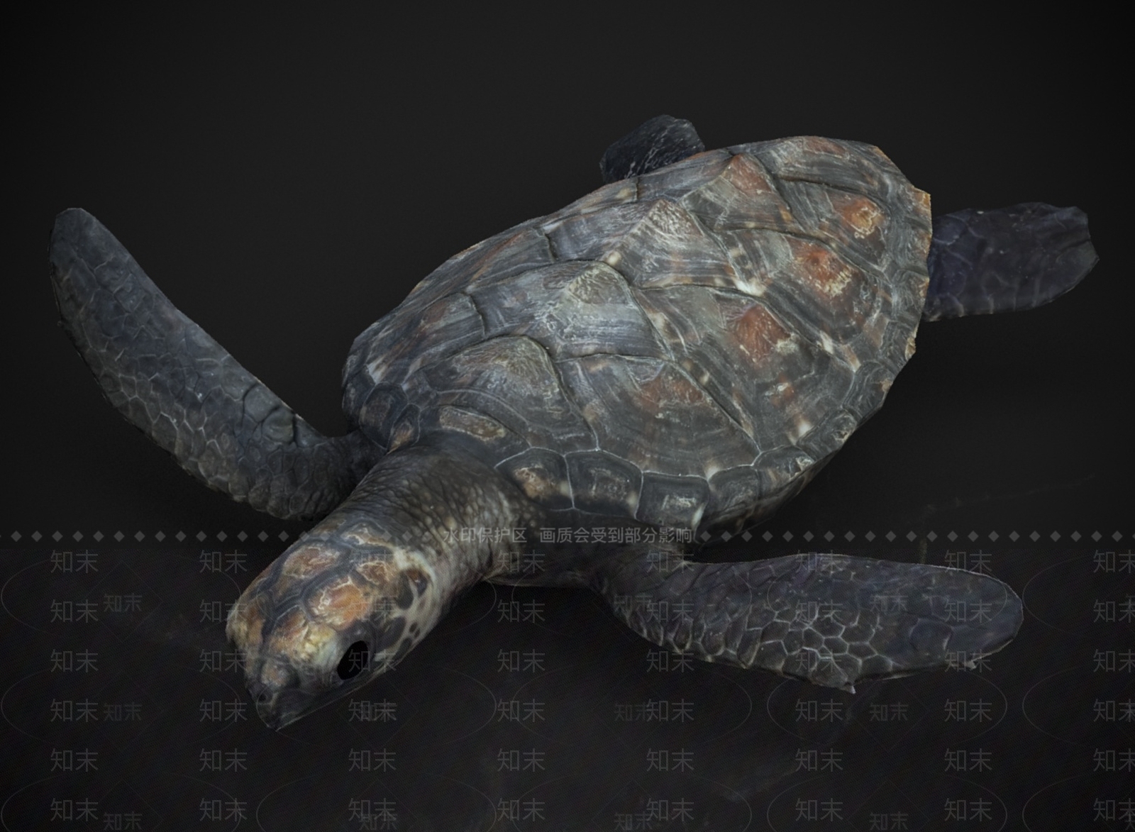 其他动物3D模型下载【ID:1182861356】