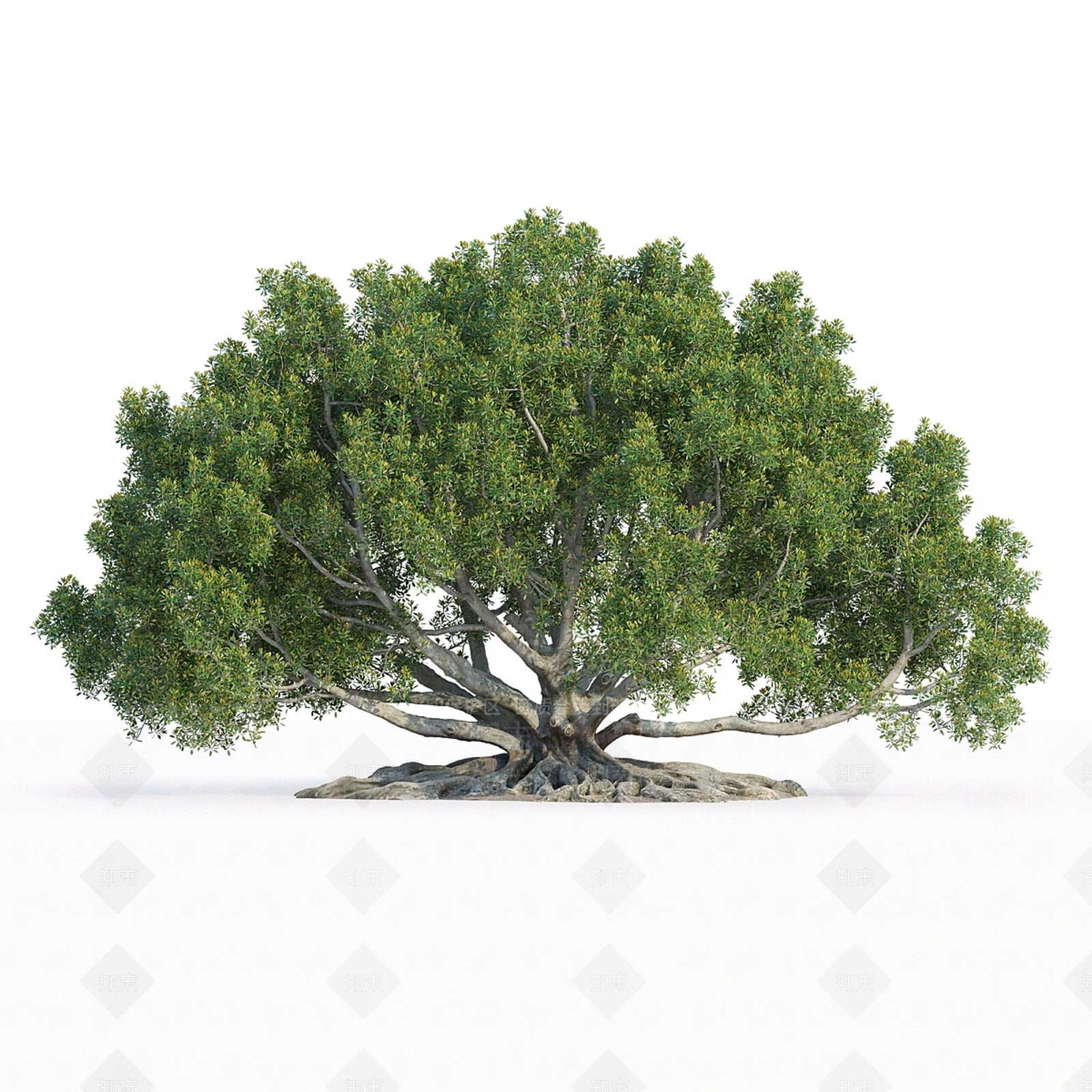 其他树木3D模型下载【ID:1182942731】