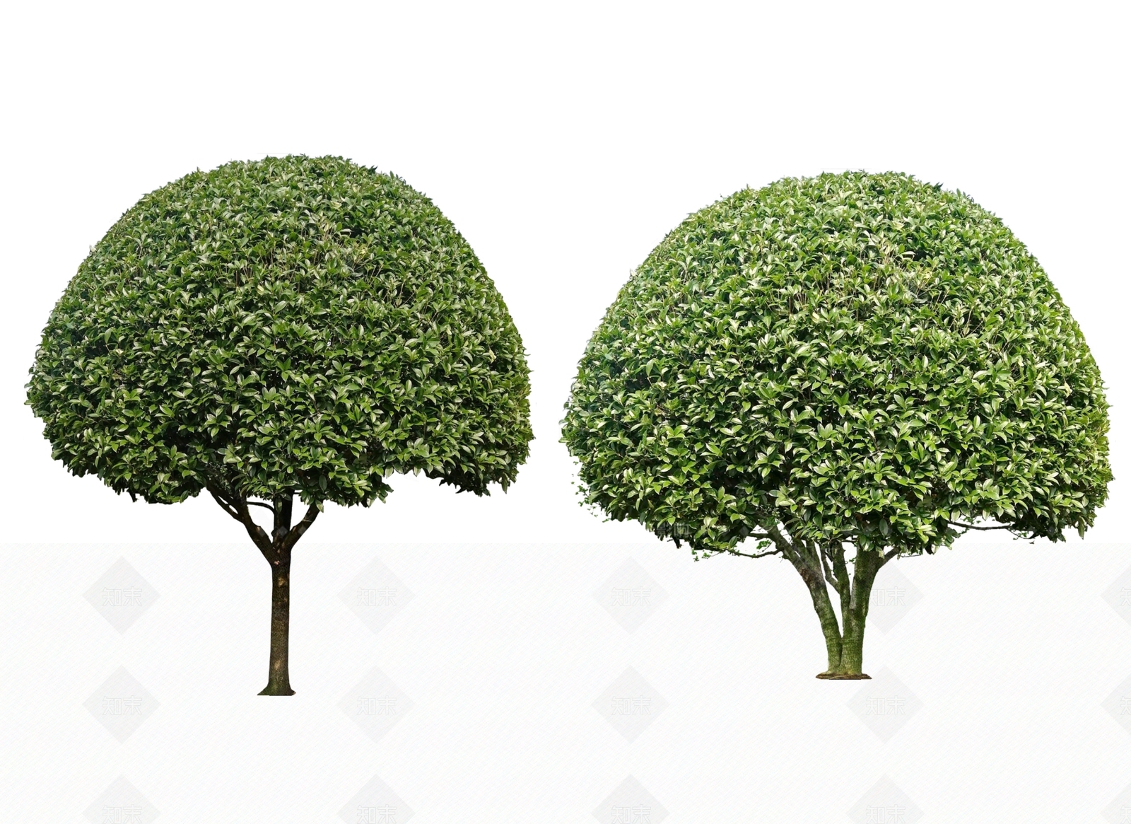 2D桂花树SU模型下载【ID:1183024527】