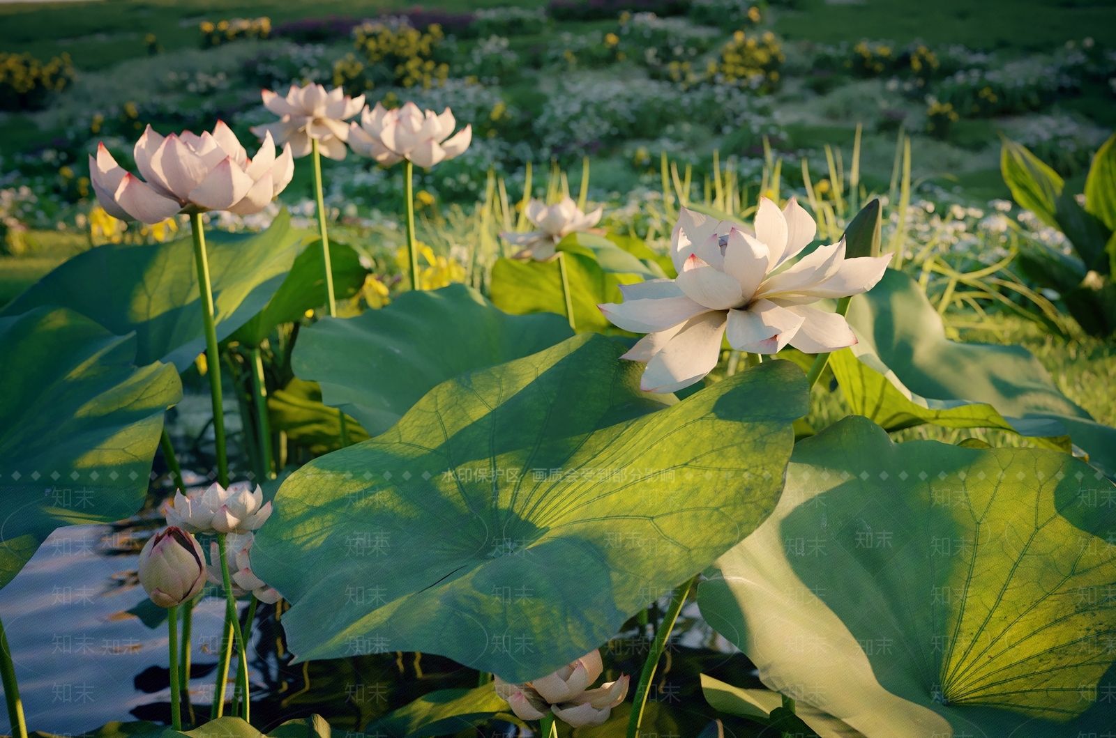 现代莲花池荷花荷叶3D模型下载【ID:1183210487】