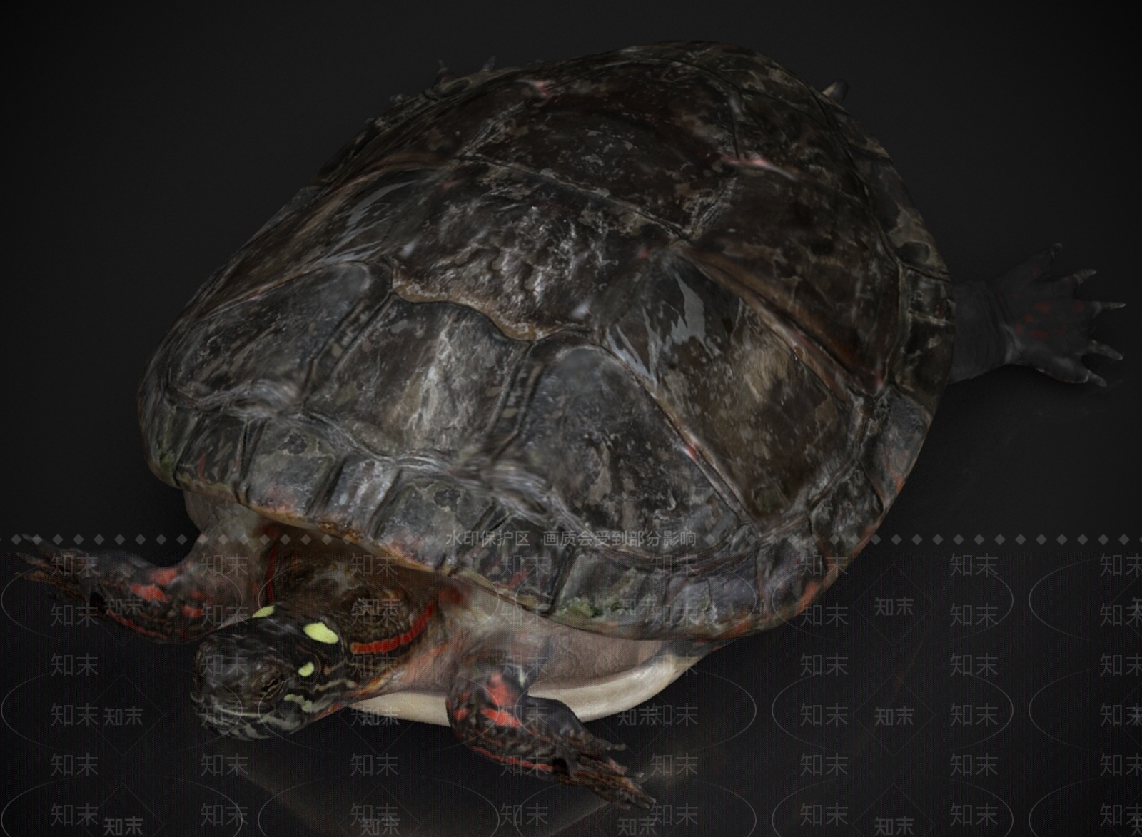 其他动物3D模型下载【ID:1183420421】