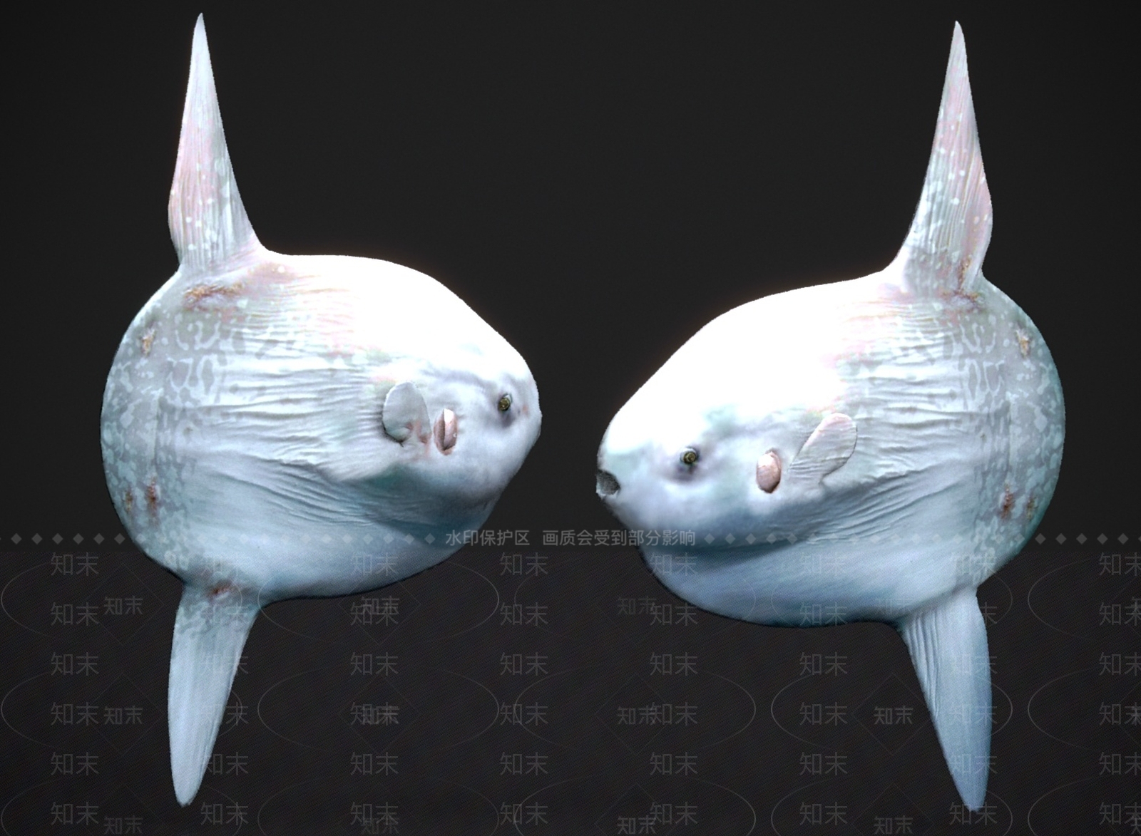 其他动物3D模型下载【ID:1183422727】