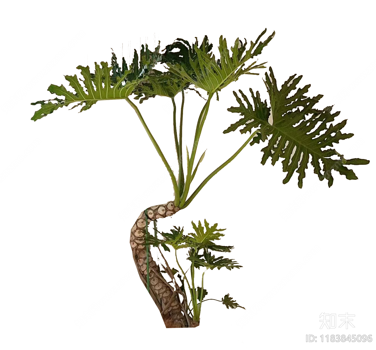 现代原木其他植物下载【ID:1183845096】