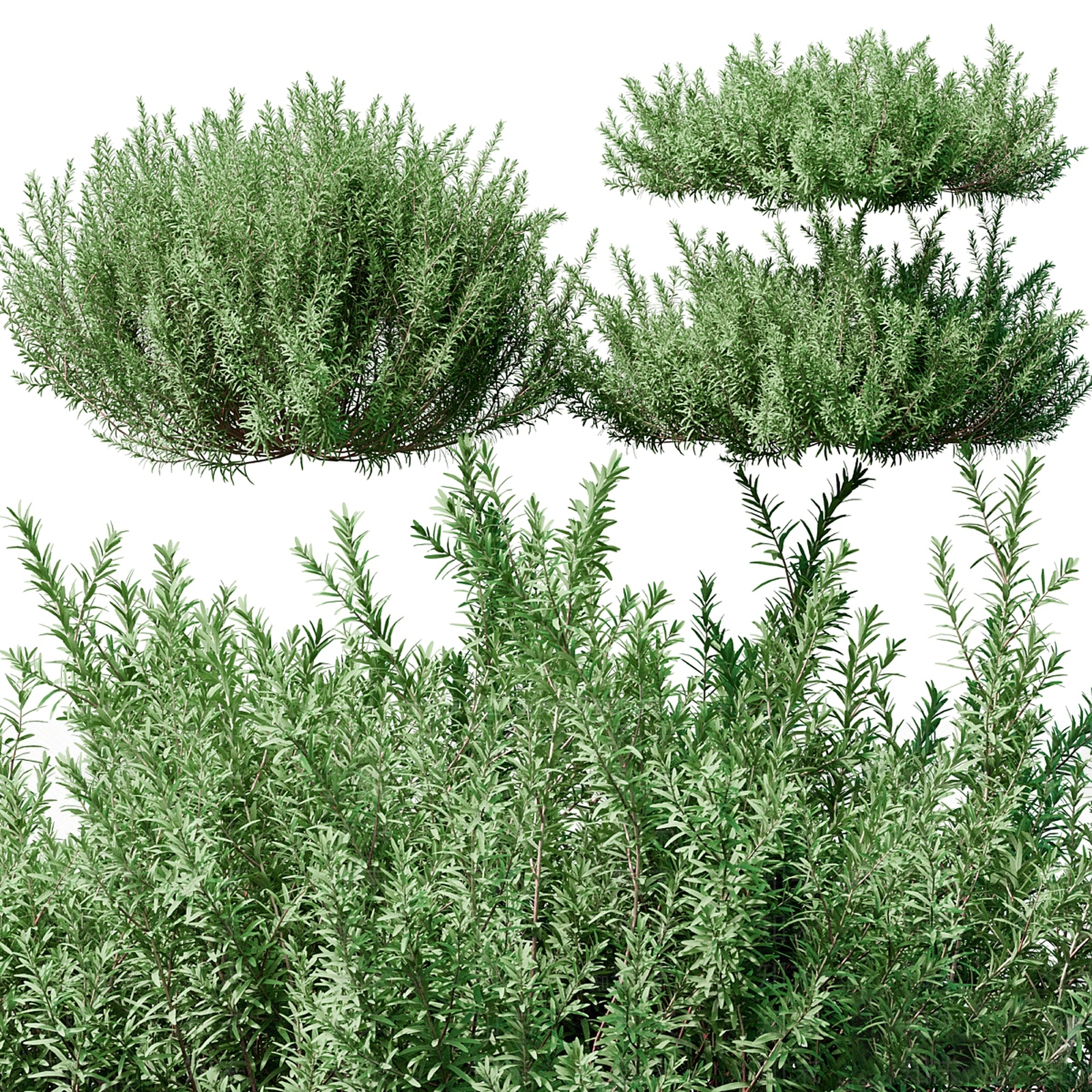 灌木3D模型下载【ID:1184364180】