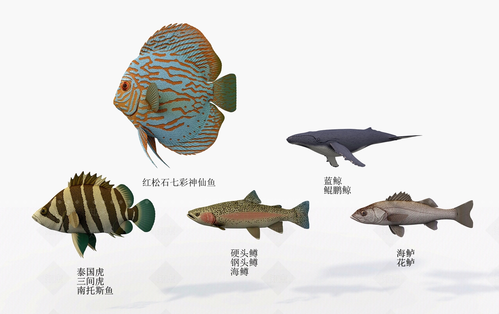 水生类动物3D模型下载【ID:1184378089】