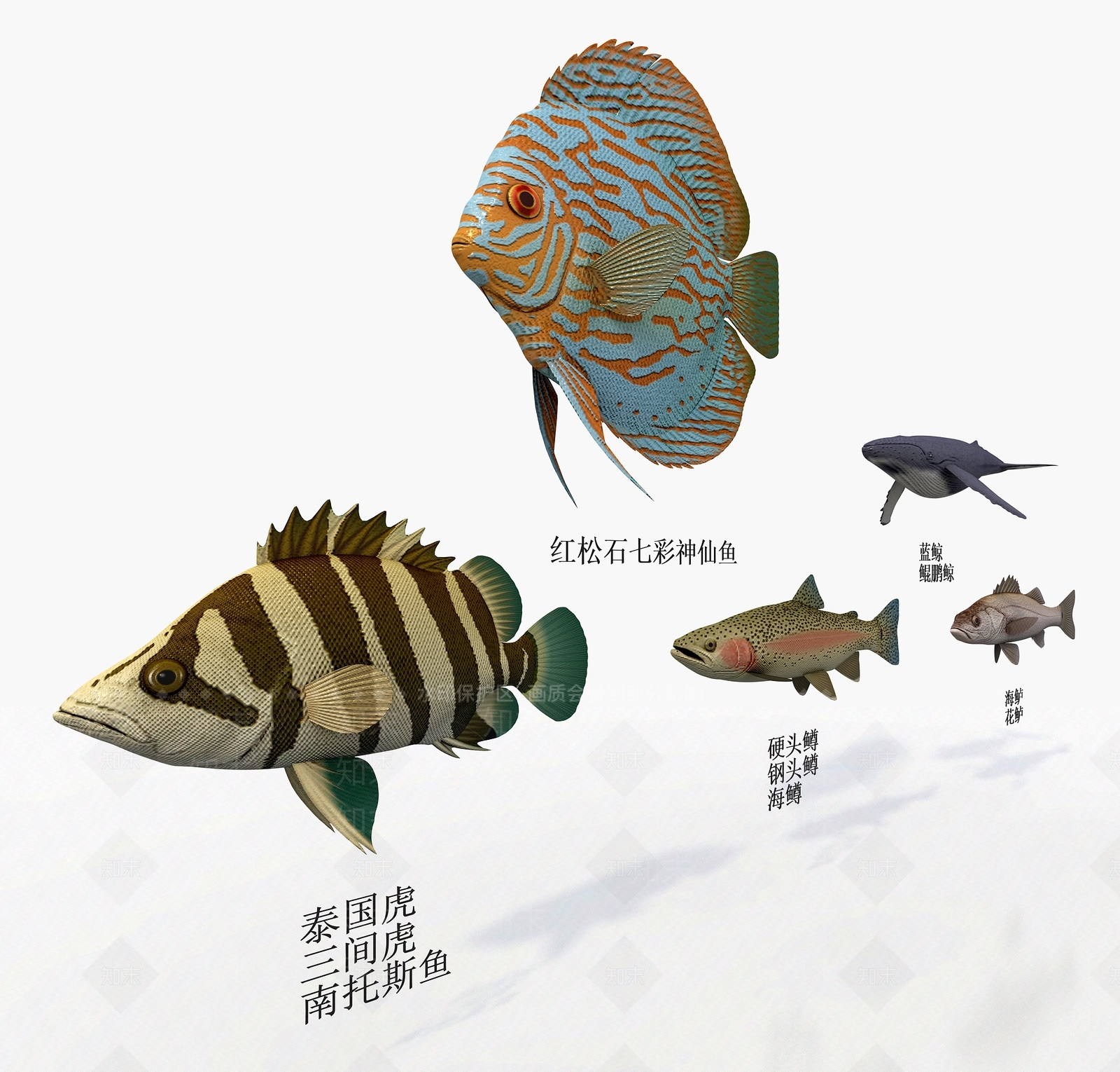 水生类动物3D模型下载【ID:1184378089】