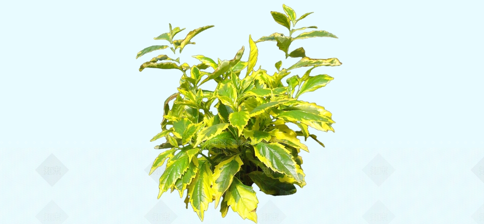 灌木SU模型下载【ID:1184399870】