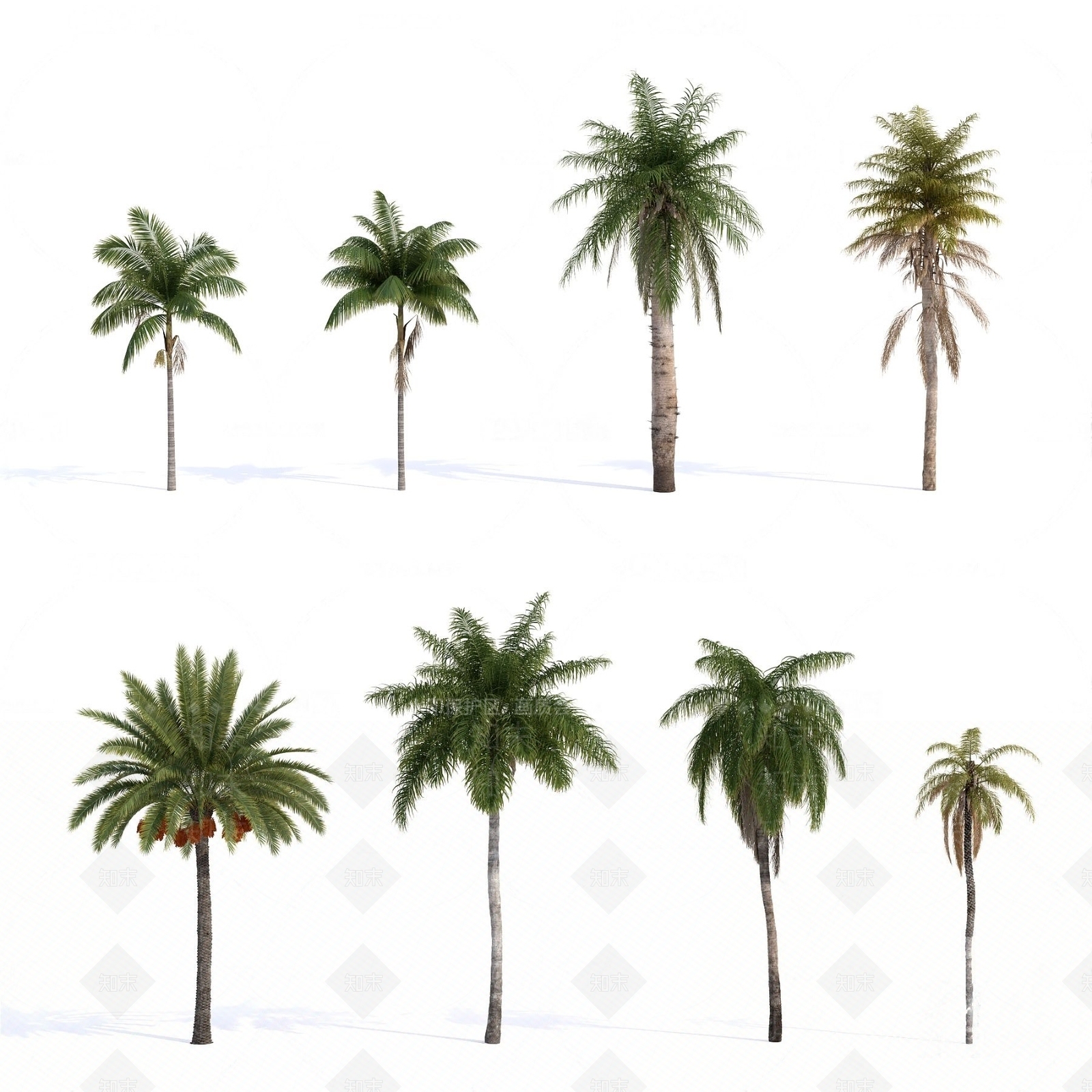 现代棕榈树椰子树3D模型下载【ID:1184490443】