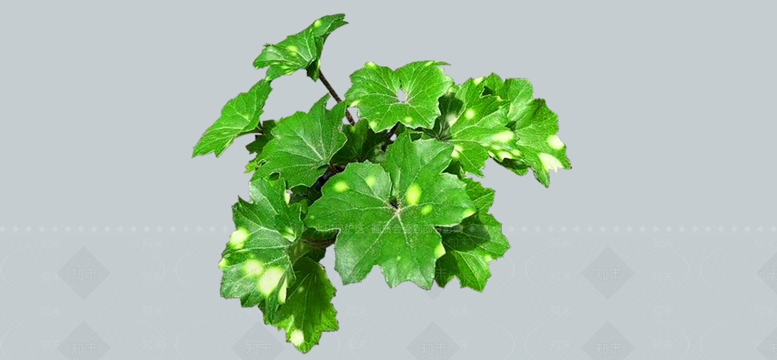 灌木SU模型下载【ID:1184548506】