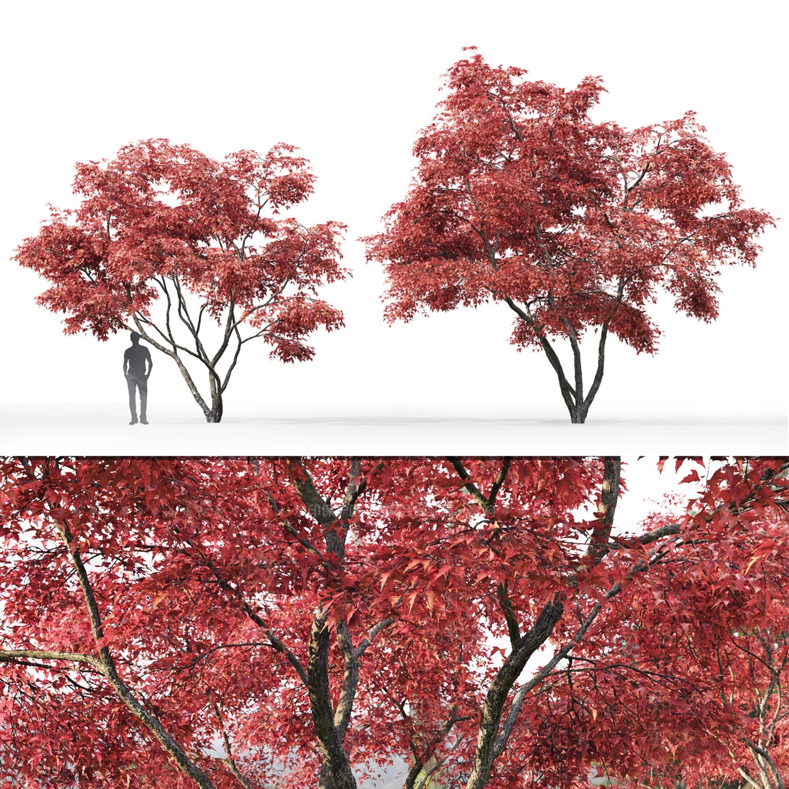 景观树3D模型下载【ID:1184569949】