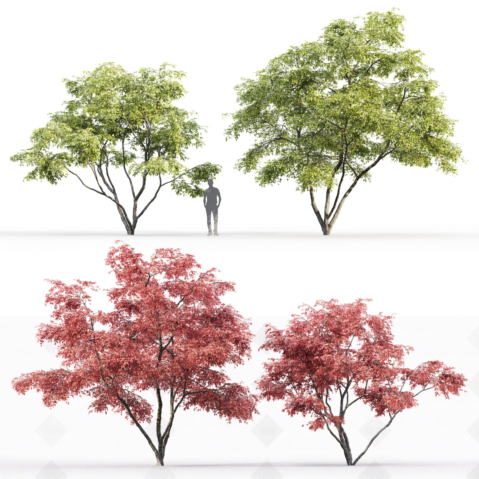 景观树3D模型下载【ID:1184569949】